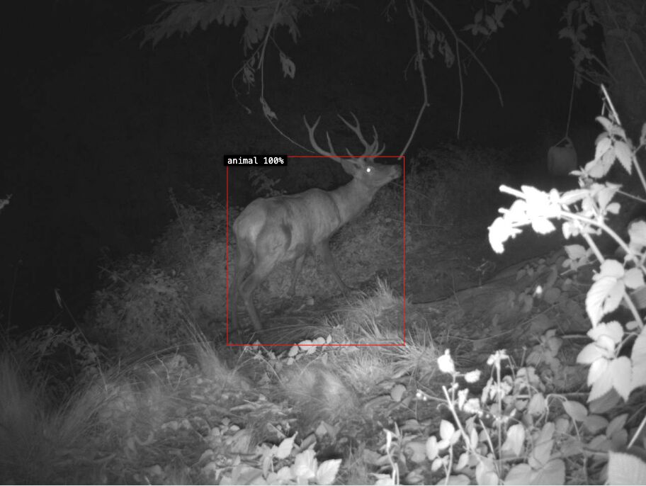 Night-time Reconeyez photo of a deer, boxed and labelled as an animal